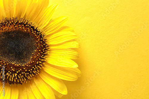 Fototapeta Naklejka Na Ścianę i Meble -  Beautiful bright sunflower on color background, top view