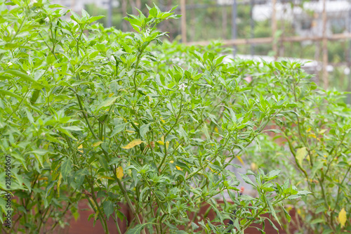 close up of chilli pepper plant in farm