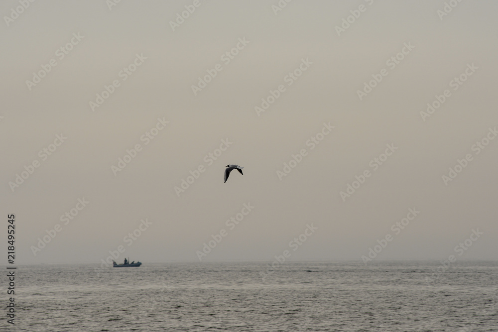 Obraz premium Tern in flight