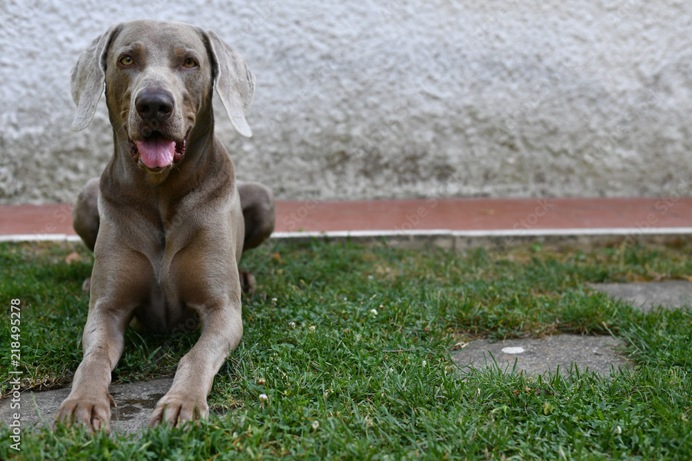 Happy Weimaraner in the Garden Happy Weimaraner in the Garden