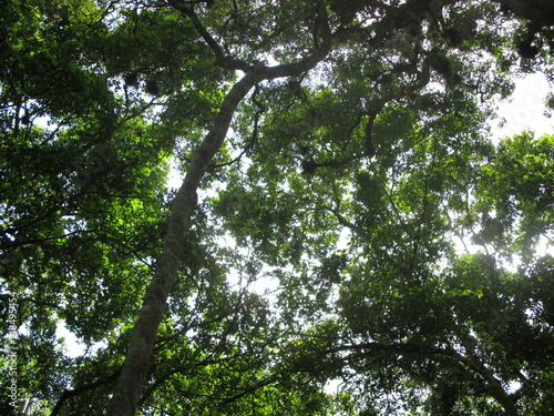 Bosque en el trópico