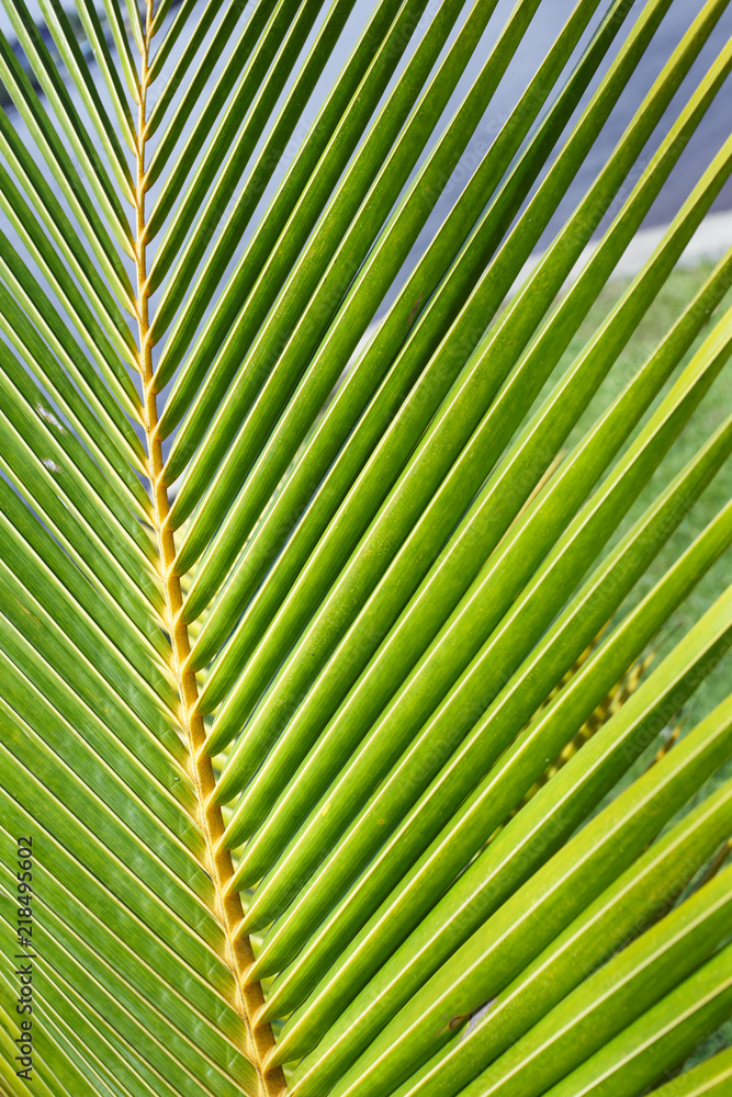 Palm branch of the sky background Palm branch of the sky background