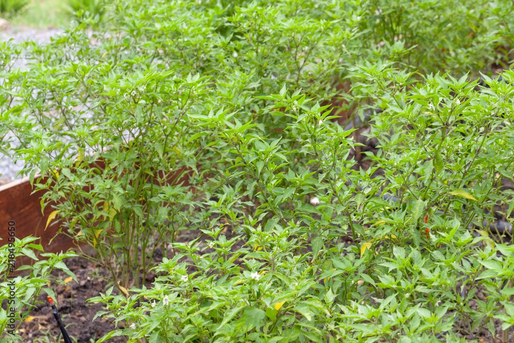 Obraz premium close up of chilli pepper plant in farm
