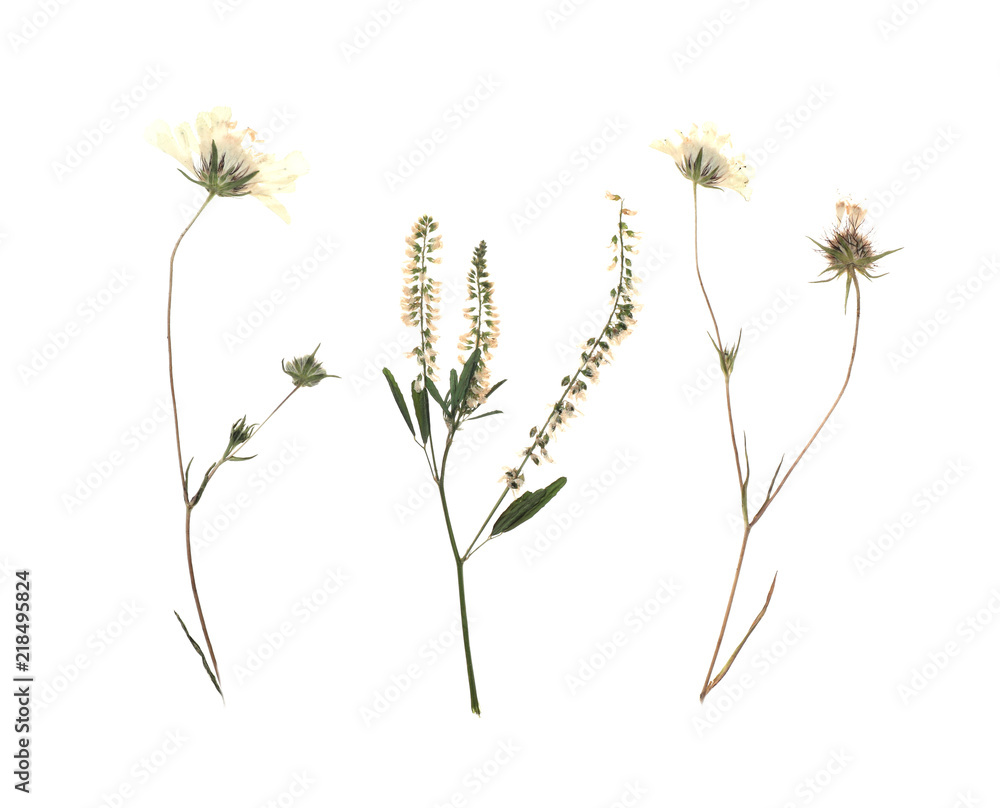 Dried meadow flowers on white background, top view Stock Photo Adobe