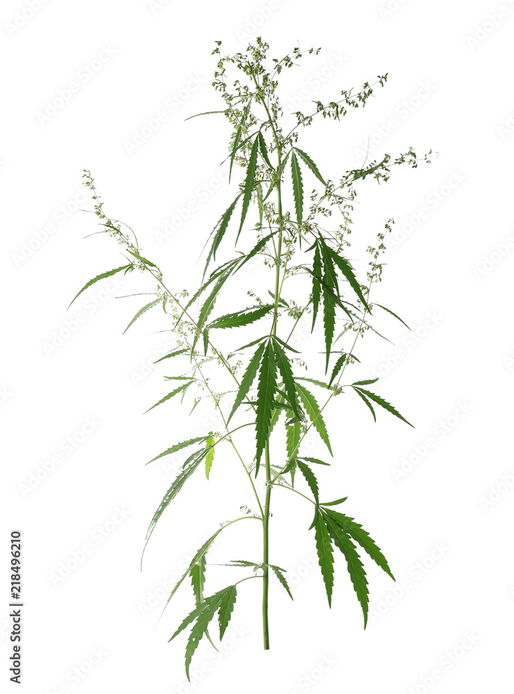 Fresh green hemp plant on white background - obrazy, fototapety, plakaty 