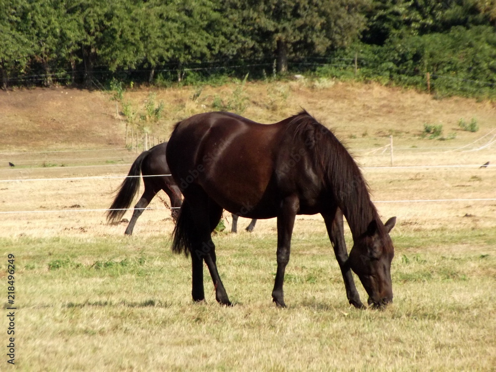 Horse Horse