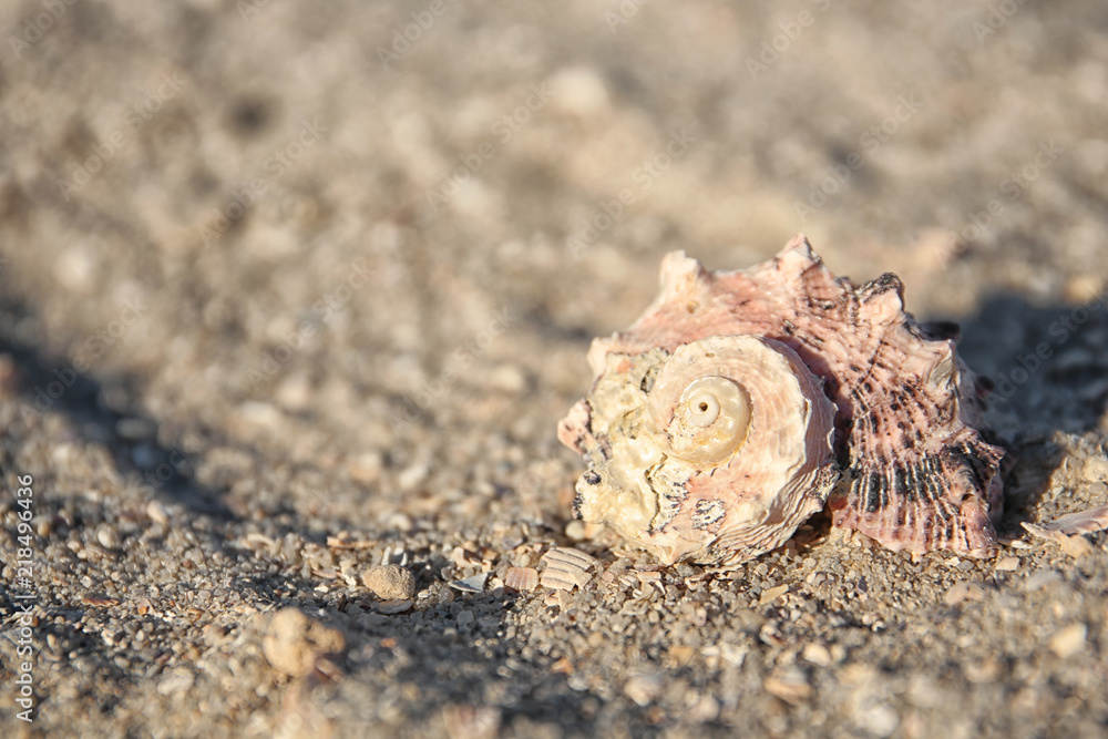 Seashell in sand on beach. Summer vacation