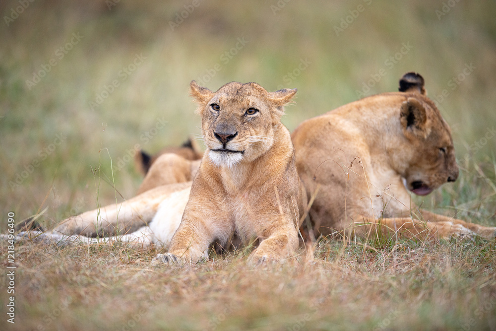 Lioness (Panthera Leo) resting, Masai Mara, Kenya Lioness (Panthera Leo) resting, Masai Mara, Kenya