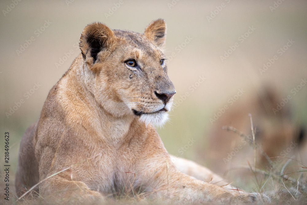 Lioness (Panthera Leo) resting, Masai Mara, Kenya Lioness (Panthera Leo) resting, Masai Mara, Kenya
