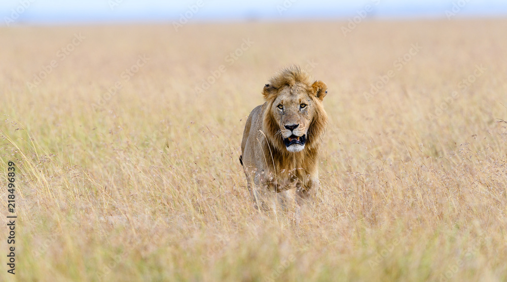 Fototapeta premium African male lion (Panthera Leo) hunting in long grass in Masai Mara, Kenya
