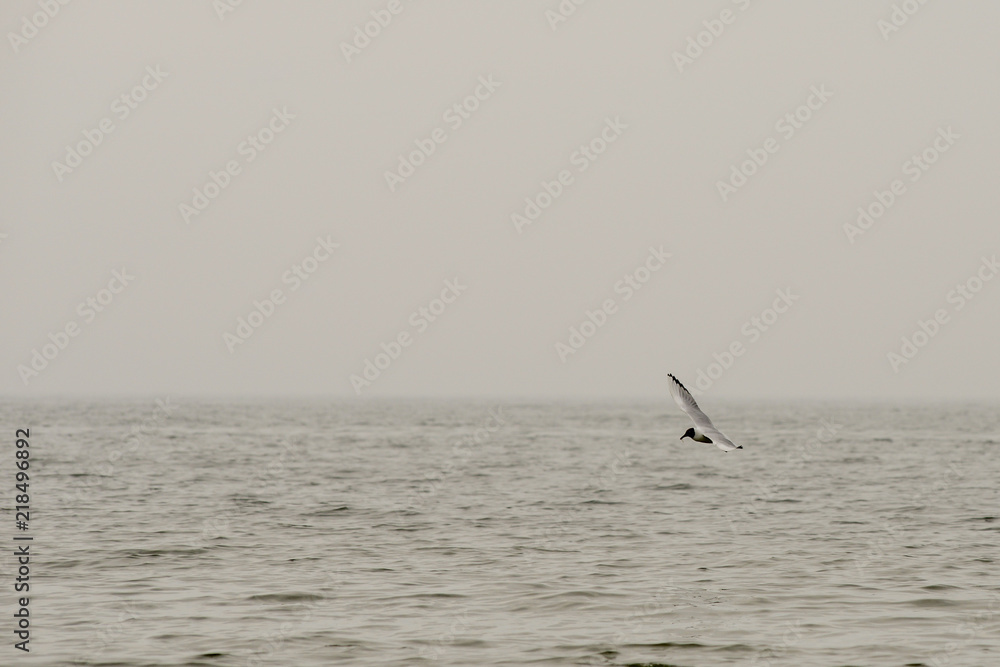 Naklejka premium Tern in flight