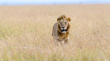 African male lion (Panthera Leo) hunting in long grass in Masai Mara, Kenya