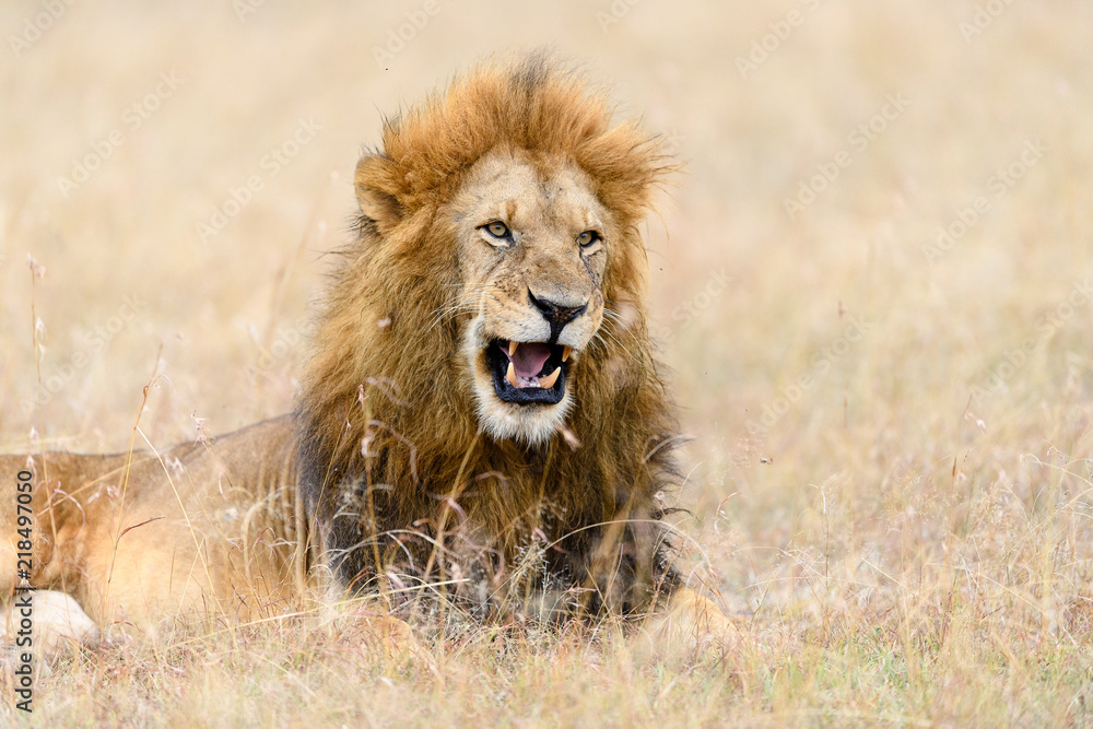 African male lion (Panthera Leo) resting in long grass in Masai Mara, Kenya African male lion (Panthera Leo) resting in long grass in Masai Mara, Kenya
