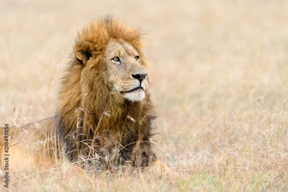 African male lion (Panthera Leo) resting in long grass in Masai Mara, Kenya African male lion (Panthera Leo) resting in long grass in Masai Mara, Kenya