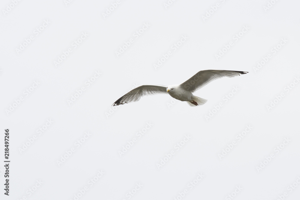 Fototapeta premium Seagull