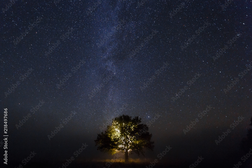 Single oak tree under starry sky at night