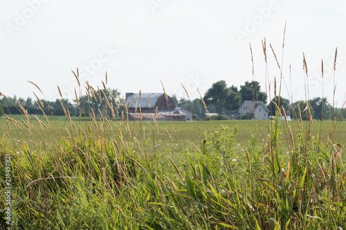 Cattails with Barn 