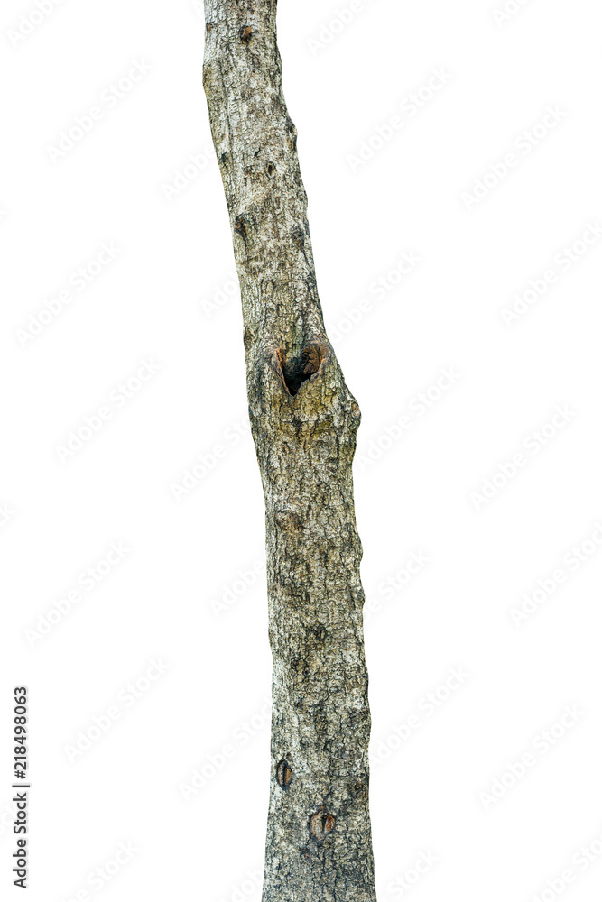 Naklejka premium Tree trunk isolated on white background. This has clipping path.