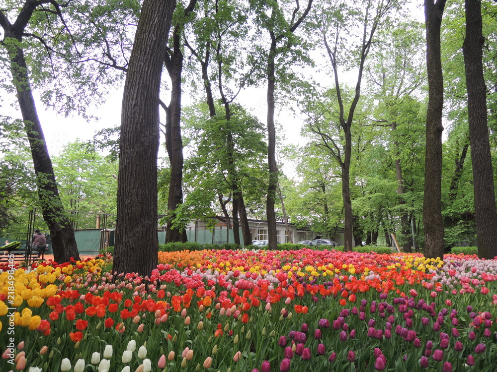 Saint-Petersburg . Elagin island. 18-May-2018 Saint-Petersburg . Elagin island. 18-May-2018