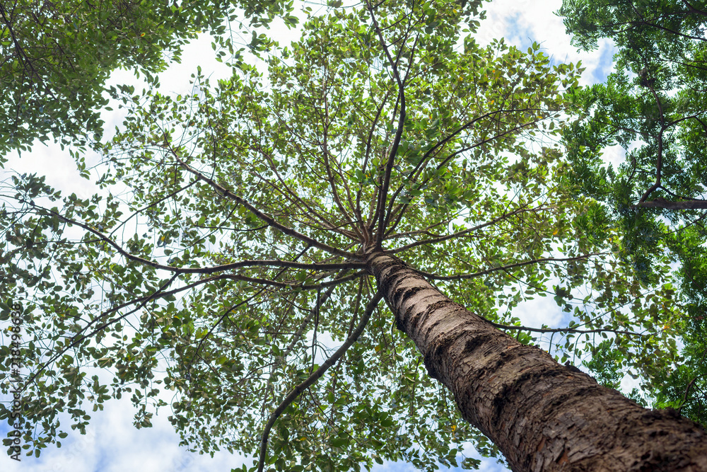Fototapeta premium Trees in blue sky taken from low angle.