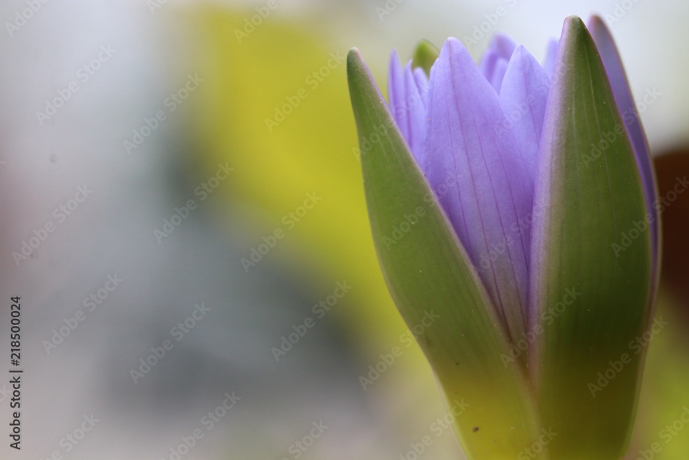lotus flower in lotus pond lotus flower in lotus pond