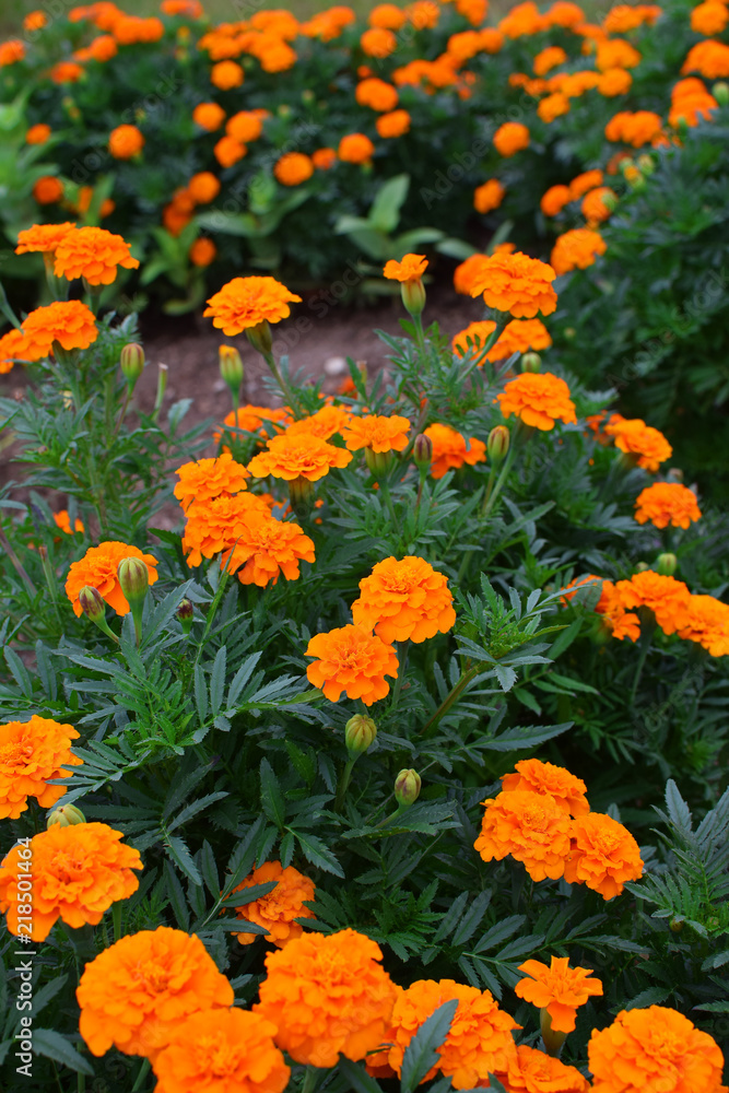 Orange yellow marigold flowers (Tagetes) with green leaves blooming in summer.