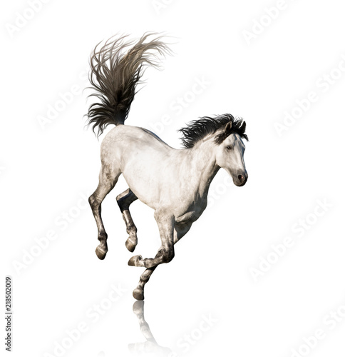 White Andalusian horse with black legs and mane galloping isolated on white background
