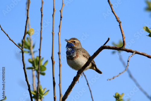 Blaukehlchen mit leicht geöffnetem Schnabel vor blauem Himmel photo