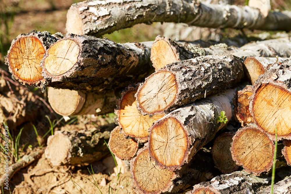 Birch-tree in stack. Wooden log, tree cut in forest. Tree rings in cross section. Birch-tree in stack. Wooden log, tree cut in forest. Tree rings in cross section.