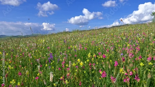 Camera moving through alpine meadow with colorful flowers. Fresh green meadows and blooming flowers. Steadycam shot. UHD, 4K