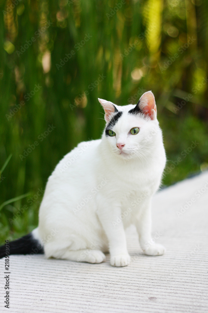 Cute white and black cat sitting enjoy with green grass in garden. Cute white and black cat sitting enjoy with green grass in garden.