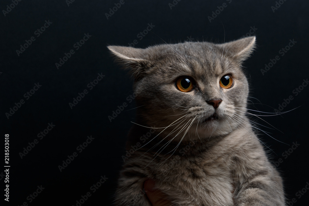 Portrait of cute cat scottish straight in studio with dark background. Copy space. Close up.