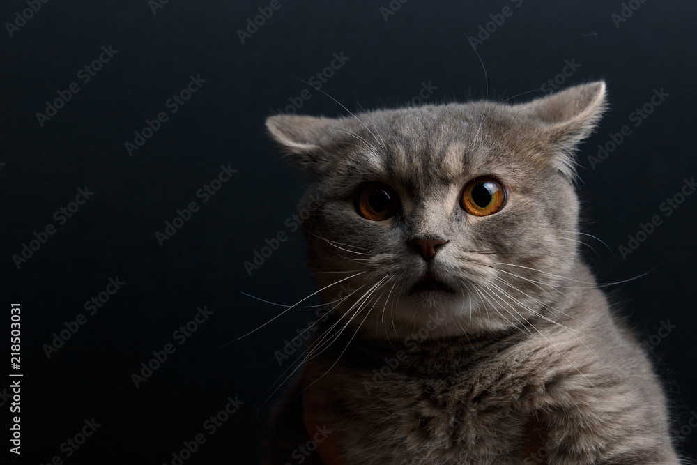 Portrait of cute cat scottish straight in studio with dark background. Copy space. Close up. Looking in camera