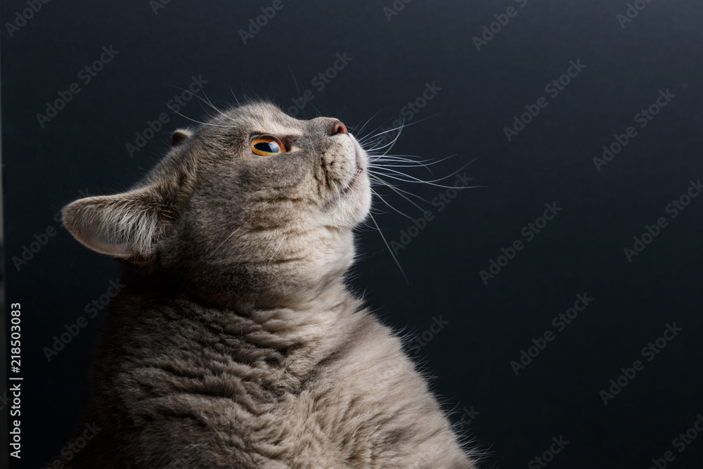 Portrait of cute cat scottish straight in studio with dark background. Copy space. Close up.