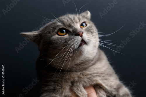 Portrait of cat scottish straight in studio with dark background. Copy space. Close up © svetlichniy_igor