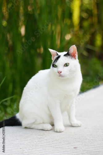 Cute white and black cat sitting enjoy with green grass in garden. © cocorattanakorn