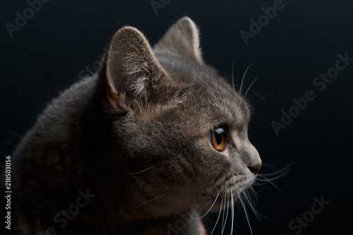 Portrait of cute cat scottish straight in studio with dark background. Close up.