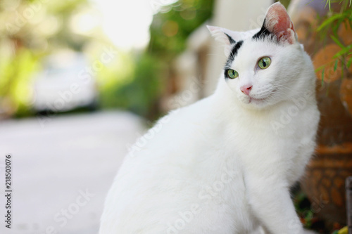 Cute white and black cat sitting enjoy with green grass in garden.
