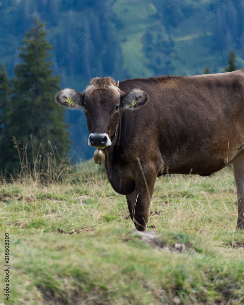 Cow in Austrian alps
