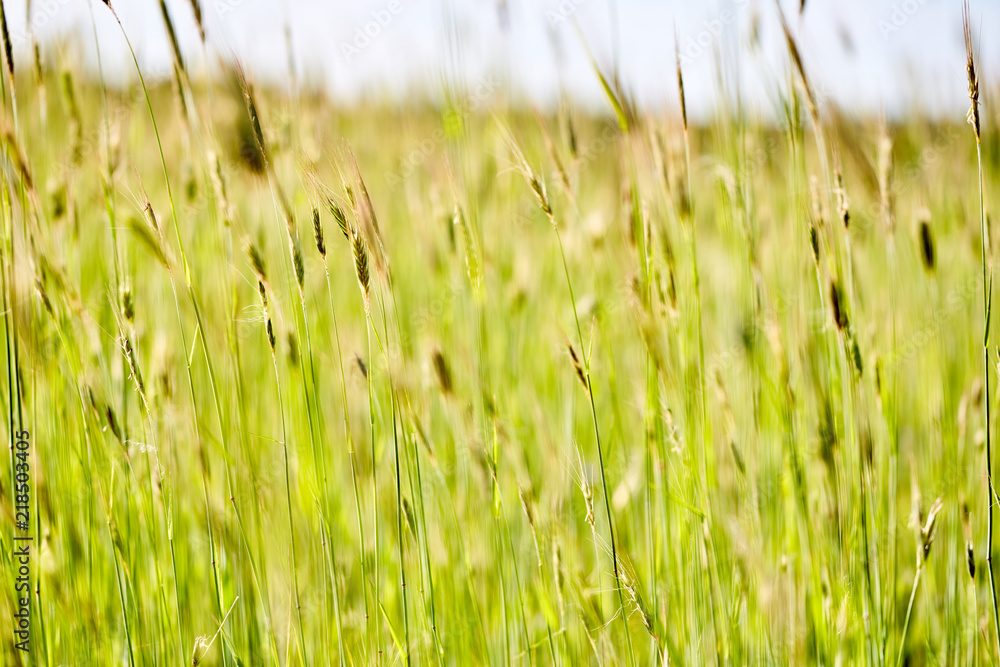 The ears of a young rye swaying in the strong wind in the hot day. Abstract background.