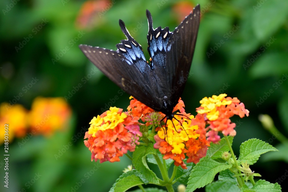 Fototapeta premium black Swallowtail at a flower garden background