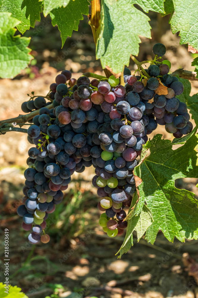 Fototapeta premium MEDOC (France), vignes dans le village de Margaux