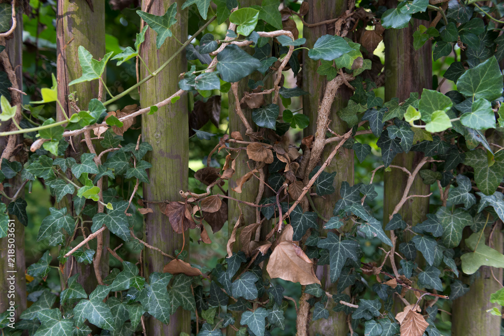 Wooden fence with green ivy leaves as background, texture