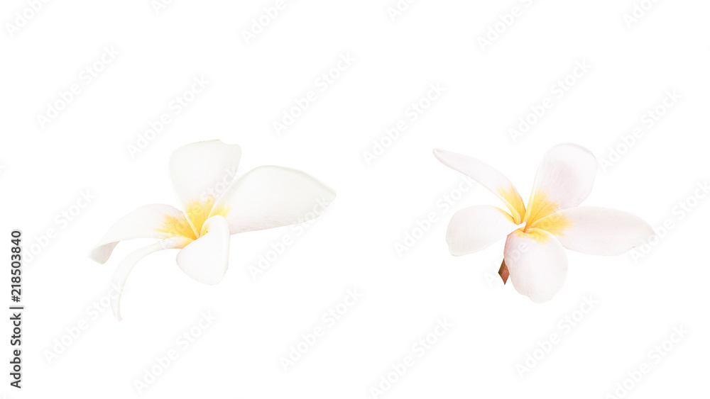 Plumeria on white isolated of background, spa concept.