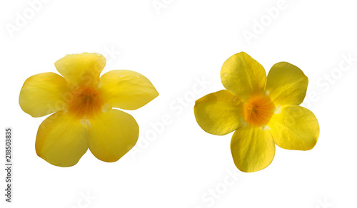 allamanda isolated on white background at spring or summer season for your design, card, postcard, wallpaper, pattern or your concept.