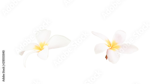 Plumeria on white isolated of background, spa concept.