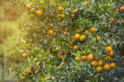 Ripe oranges hanging on a tree in orange grove, artificial light, selective focus, copy space  