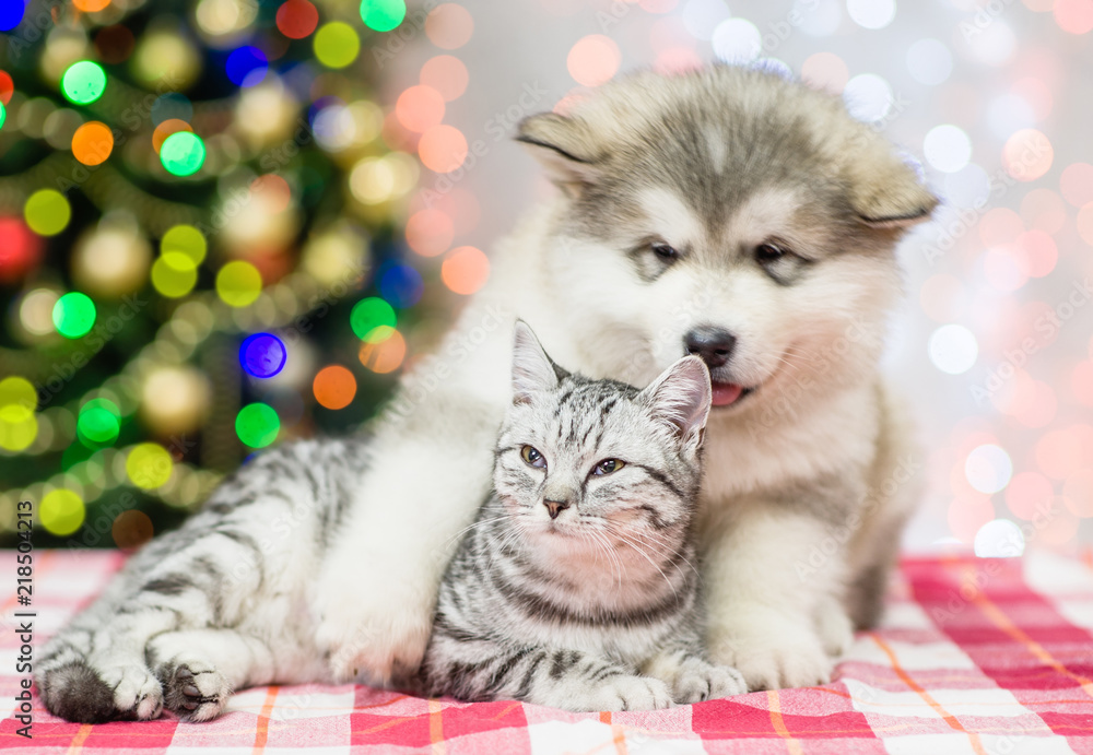 Puppy hugs the cat on a background of the Christmas tree