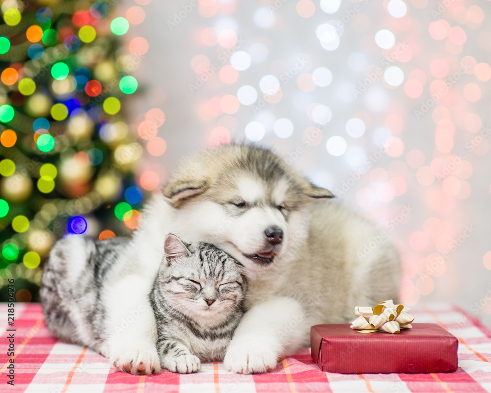Puppy embracing sleepy cat on a background of the Christmas tree