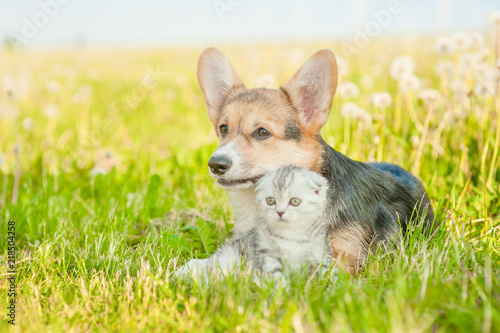 Pembroke Welsh Corgi puppy lying with kitten on a summer grass